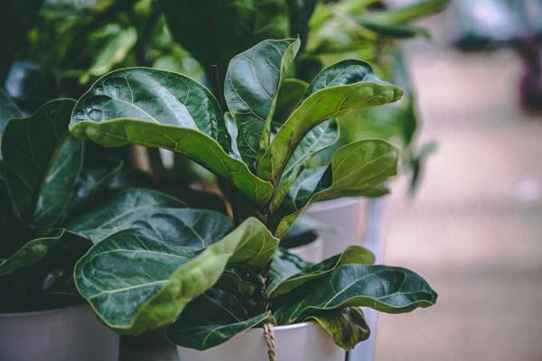 Fiddle Leaf Fig 17CM (7")