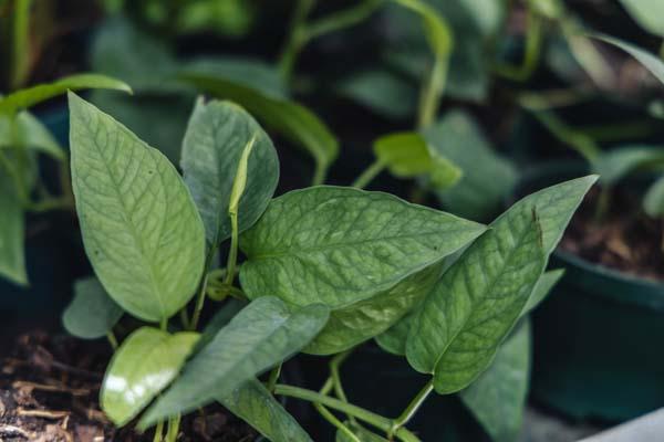 Pothos 'Cebu Blue' 4"