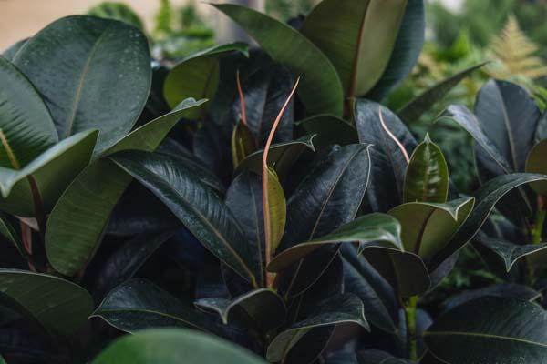 Rubber Plant 'Melany' 12CM (5")