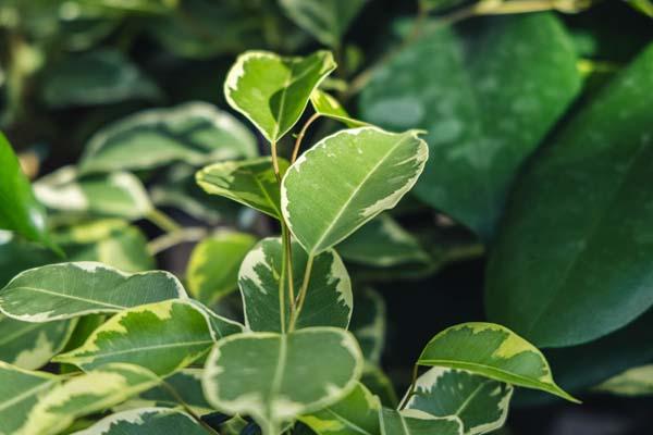 Weeping Fig 'Samantha' 12CM (5")