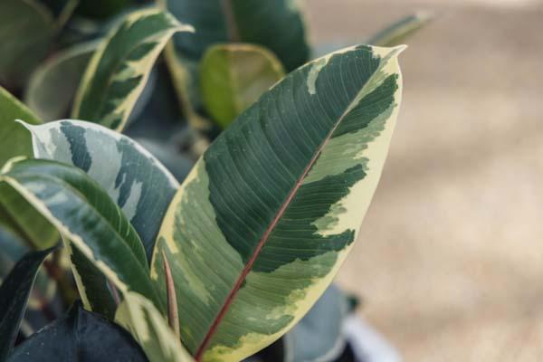 Rubber Plant 'Tineke' 12CM (5")