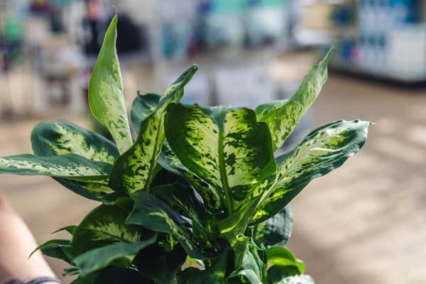 Compact Dumb Cane 17CM (7")