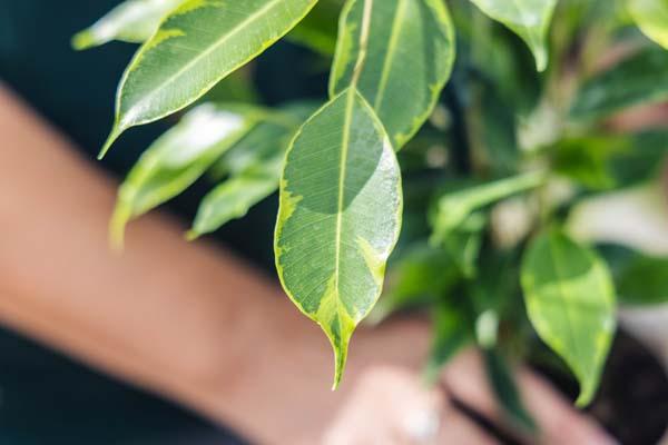 Weeping Fig 'Anastasia' 17CM (7")