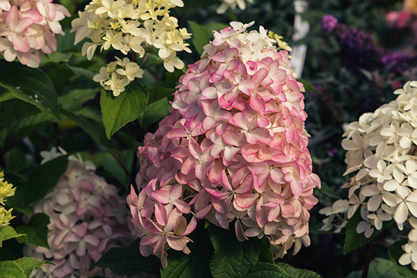 Panicle Hydrangea Quick Fire Fab&reg; 3 Gallon