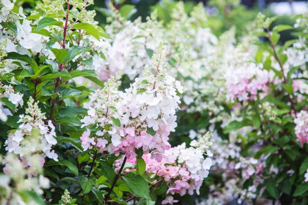 Panicle Hydrangea Tree 'Pinky Winky' 10 Gallon