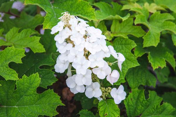 Oakleaf Hydrangea 'Pee Wee' 3 Gallon