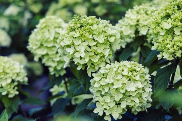 Panicle Hydrangea Little Lime&reg; 3 Gallon