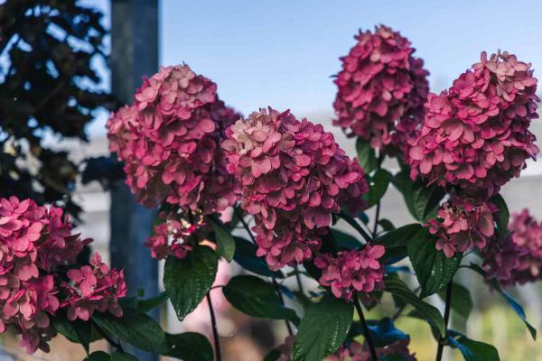 Panicle Hydrangea Tree 'Fire Light' 7 Gallon