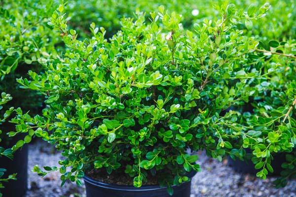 Boxwood 'Wintergreen' 5 Gallon