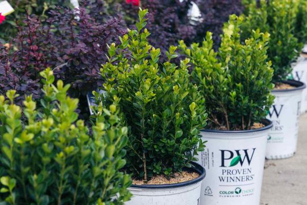 Boxwood Sprinter&reg; 7 Gallon