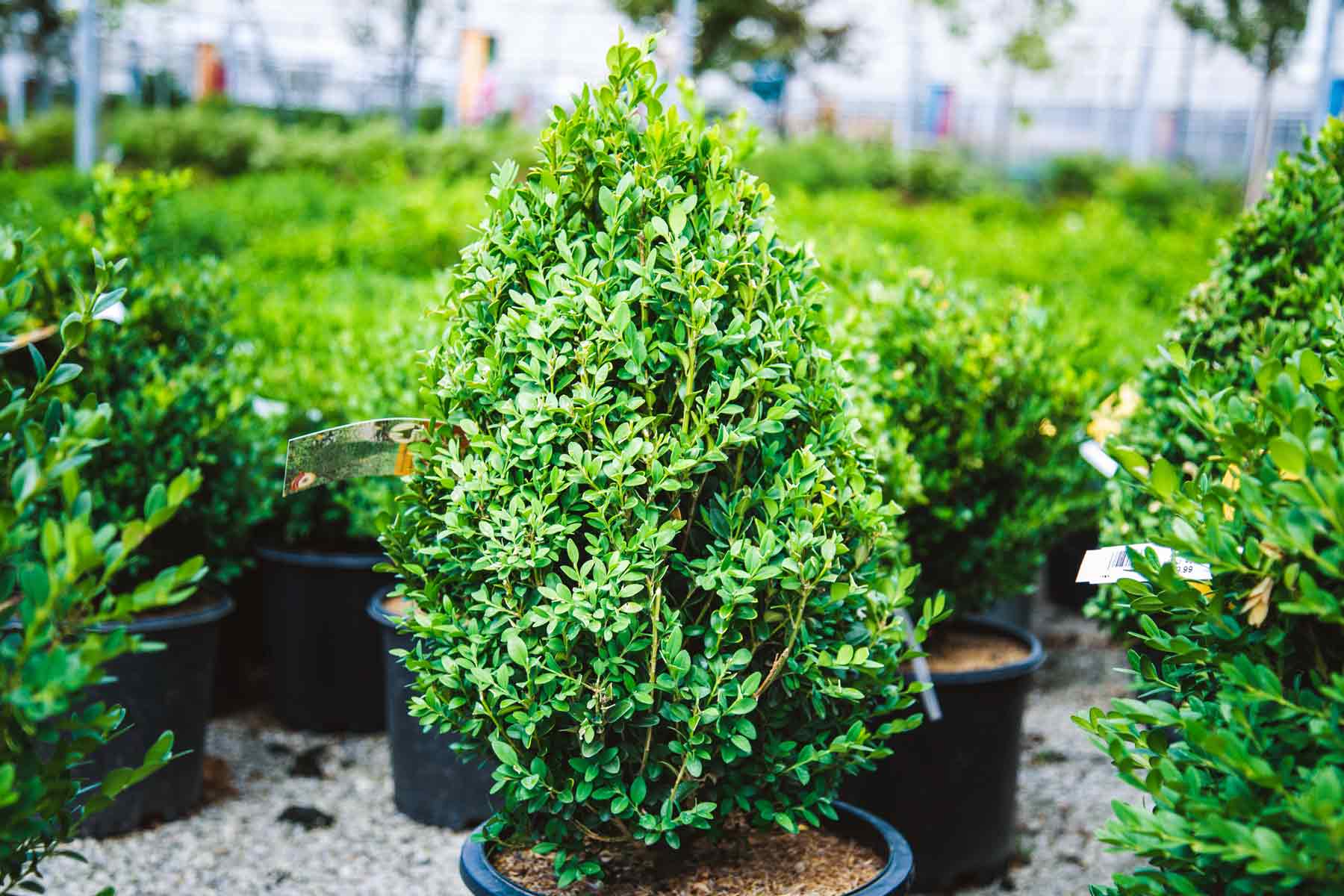 Boxwood 'Green Mountain' Pyramid 3 Gallon