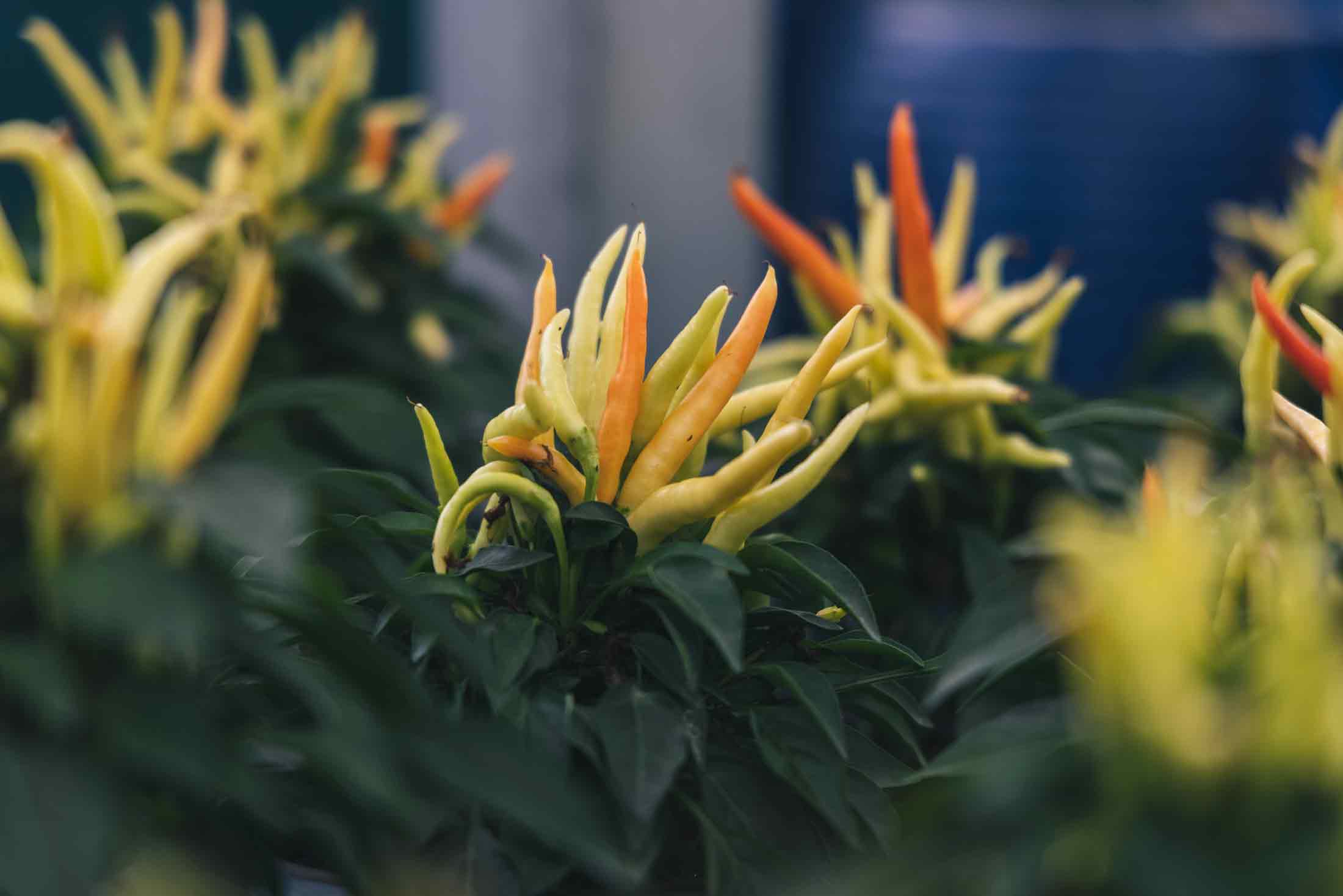 Ornamental Pepper 'Medusa' Quart