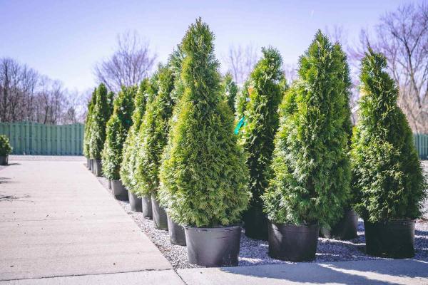 Arborvitae 'Dark Green' 7 Gallon