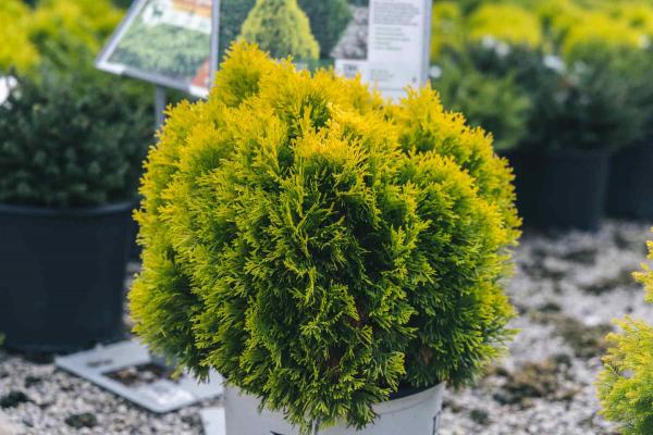 Arborvitae 'Filips Magic Moment'