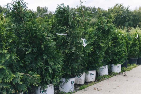 Western Arborvitae Spring Grove&reg; 3 Gallon