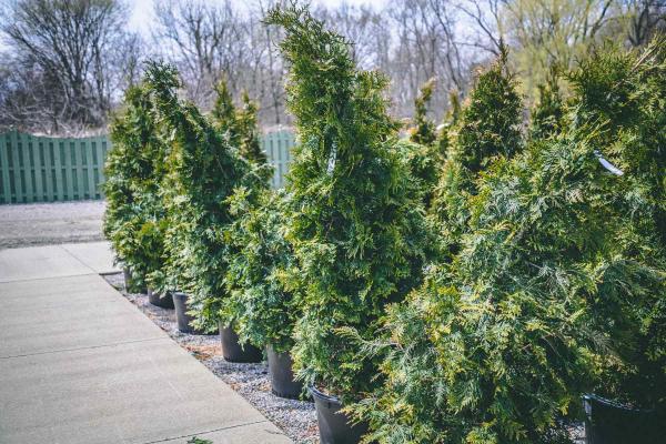 Western Arborvitae 'Green Giant' 3 Gallon