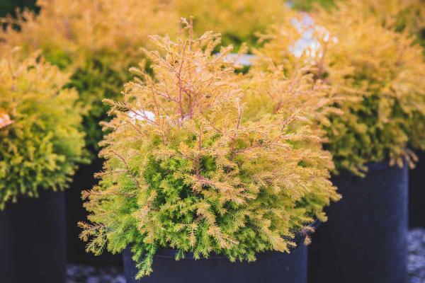 Arborvitae 'Rheingold' 3 Gallon