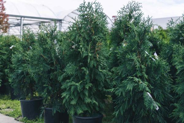 Mission Arborvitae 'Techny' 3 Gallon