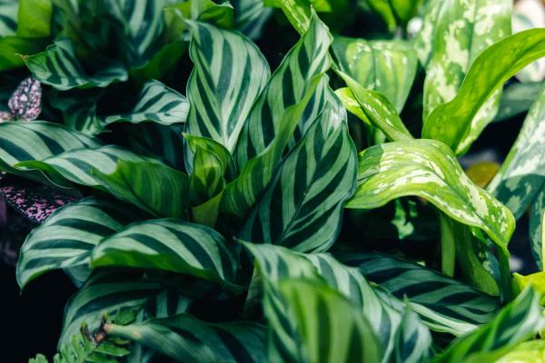 Calathea Concinna 'Freddie' 4"