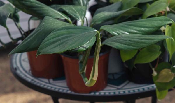 Philodendron 'Pinnatum Dragon's Tail' 6"