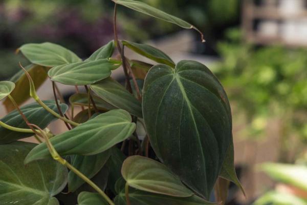 Philodendron 'Micans' 4"