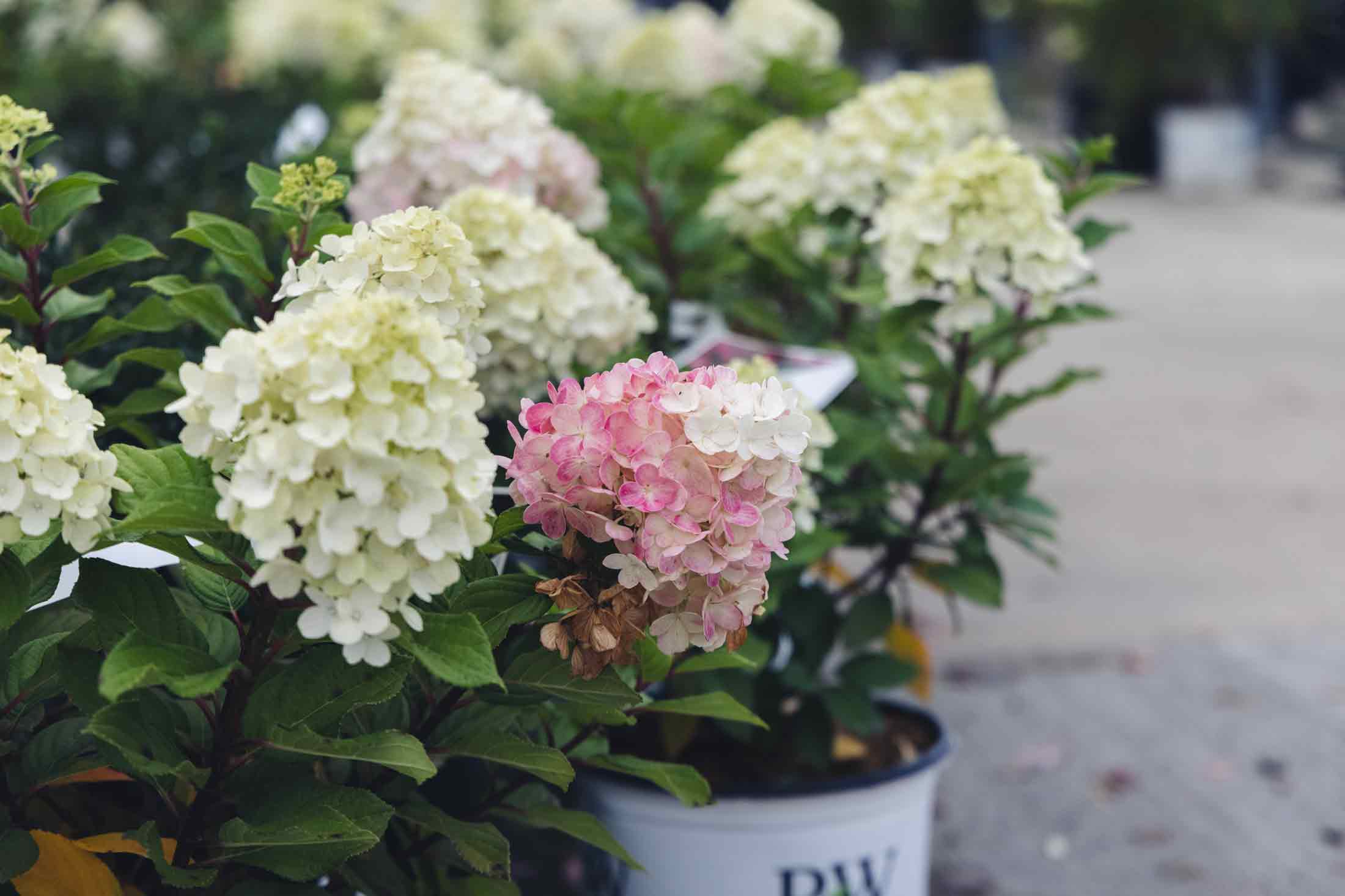 Panicle Hydrangea Little Lime Punch&trade; 3 Gallon