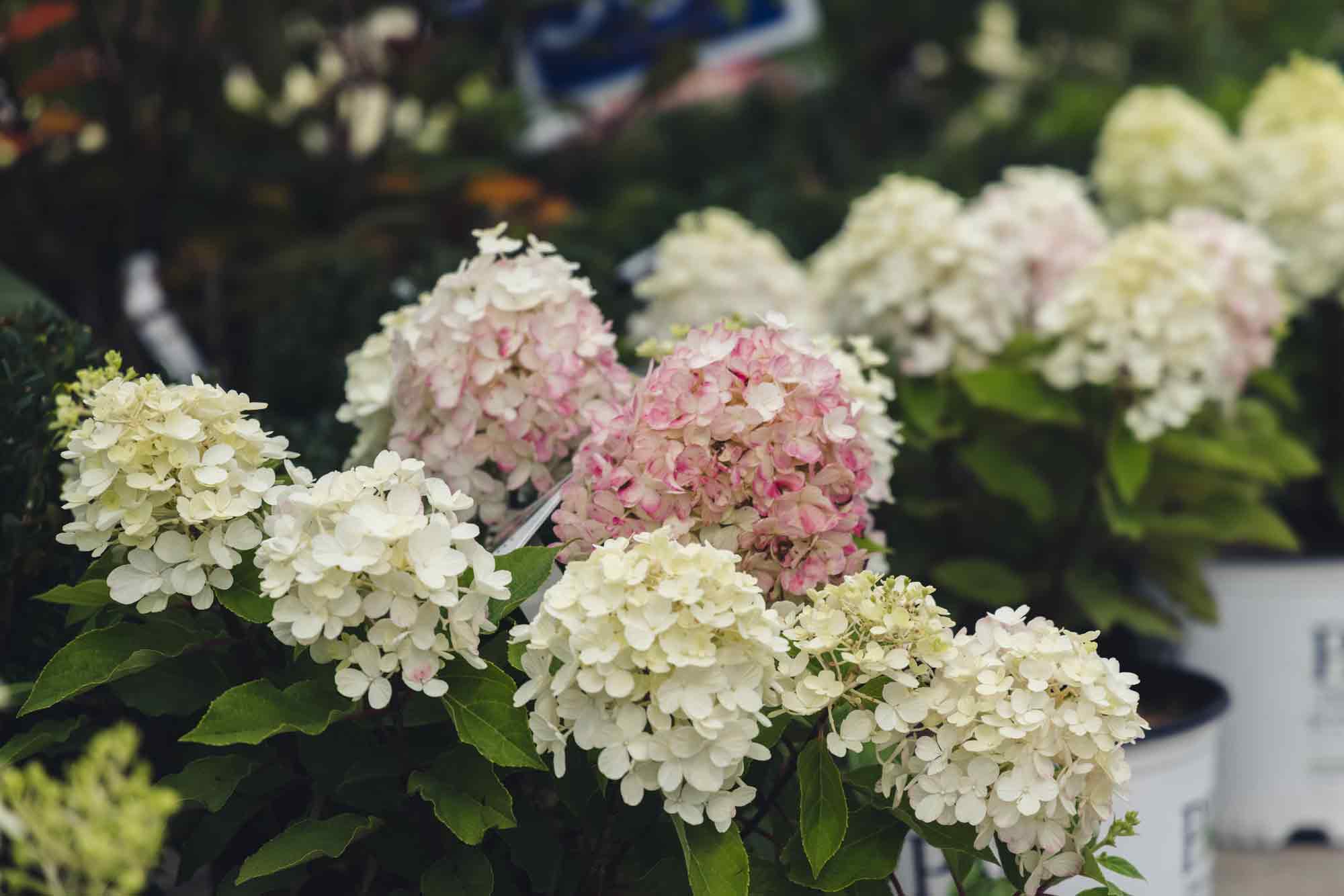 Panicle Hydrangea Fire Light Tidbit&reg; 3 Gallon