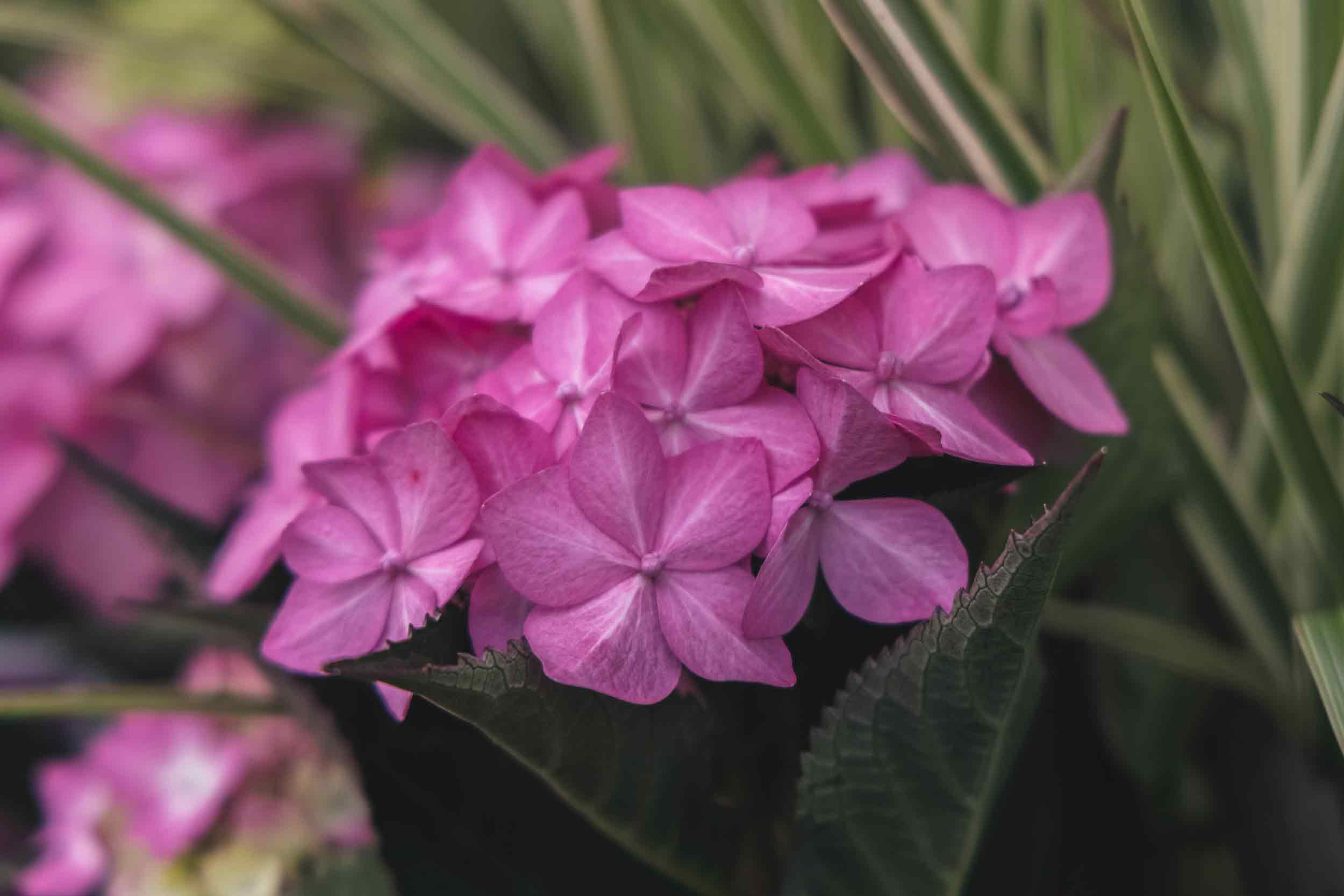 Mountain Hydrangea Let's Dance Can Do!&trade; 3 Gallon