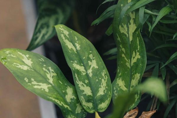 Chinese Evergreen 'Maria' 4"