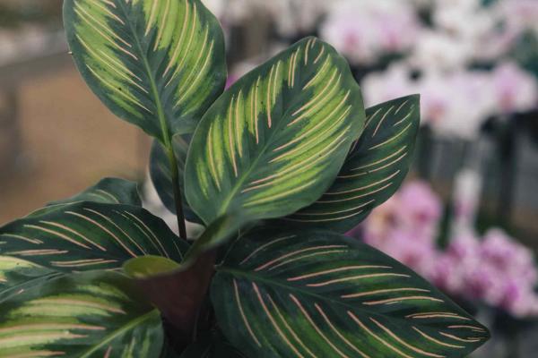 Calathea 'Beauty Star' 12CM