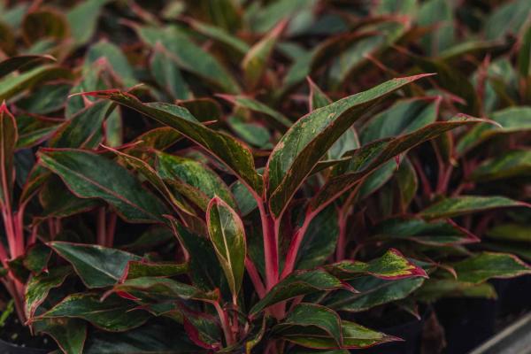Chinese Evergreen 'Siam' 6"