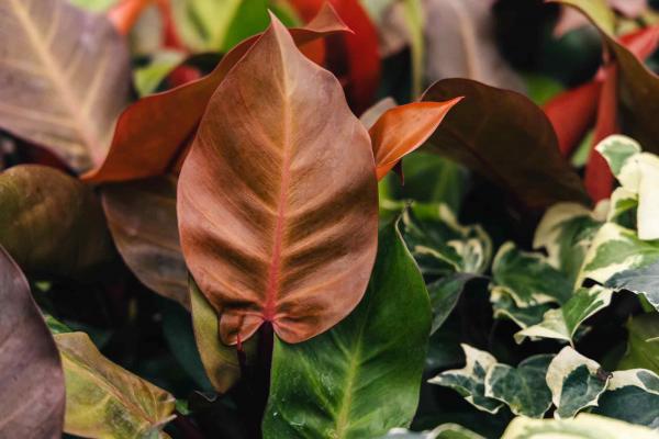 Philodendron 'Mcolleys Finale' 6"