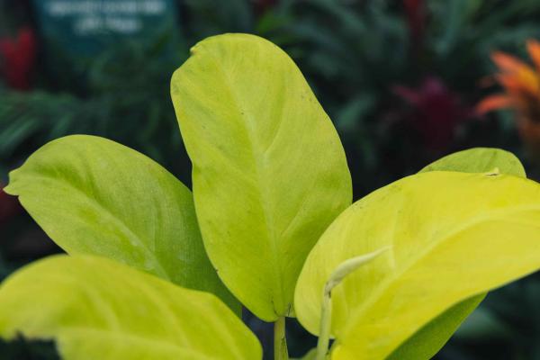 Philodendron 'Imperial Gold' 12CM (5")