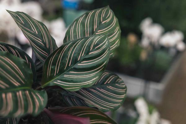Calathea 'Pinstripe' 12CM (5")