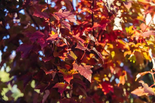 Red Maple 'October Glory' 10 gallon