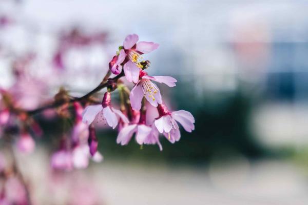 Flowering Cherry 'Okame' 10 Gallon