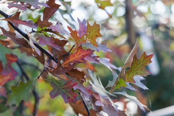 Pin Oak 10 Gallon