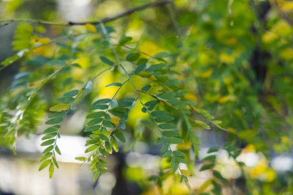 Honeylocust 'Shademaster' 15 Gallon