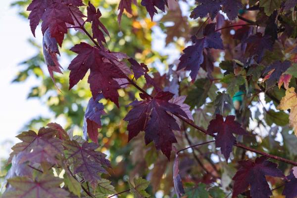 Freeman Maple Autumn Blaze&reg; 10 Gallon