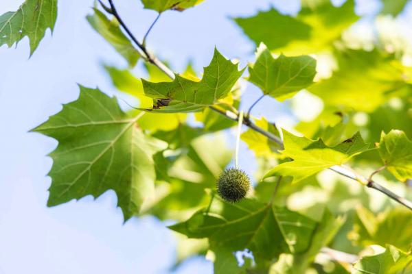 London Planetree Exclamation!&trade; 15 Gallon