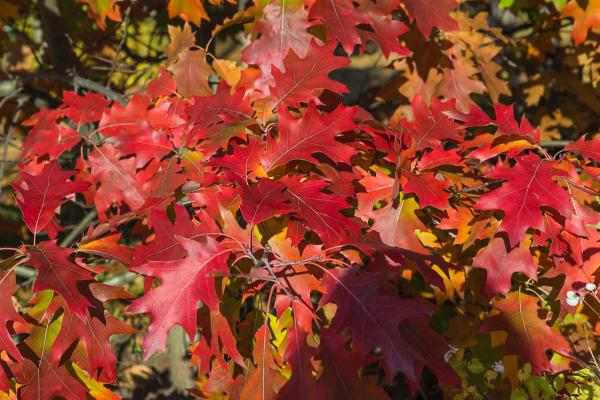 Northern Red Oak 10 Gallon