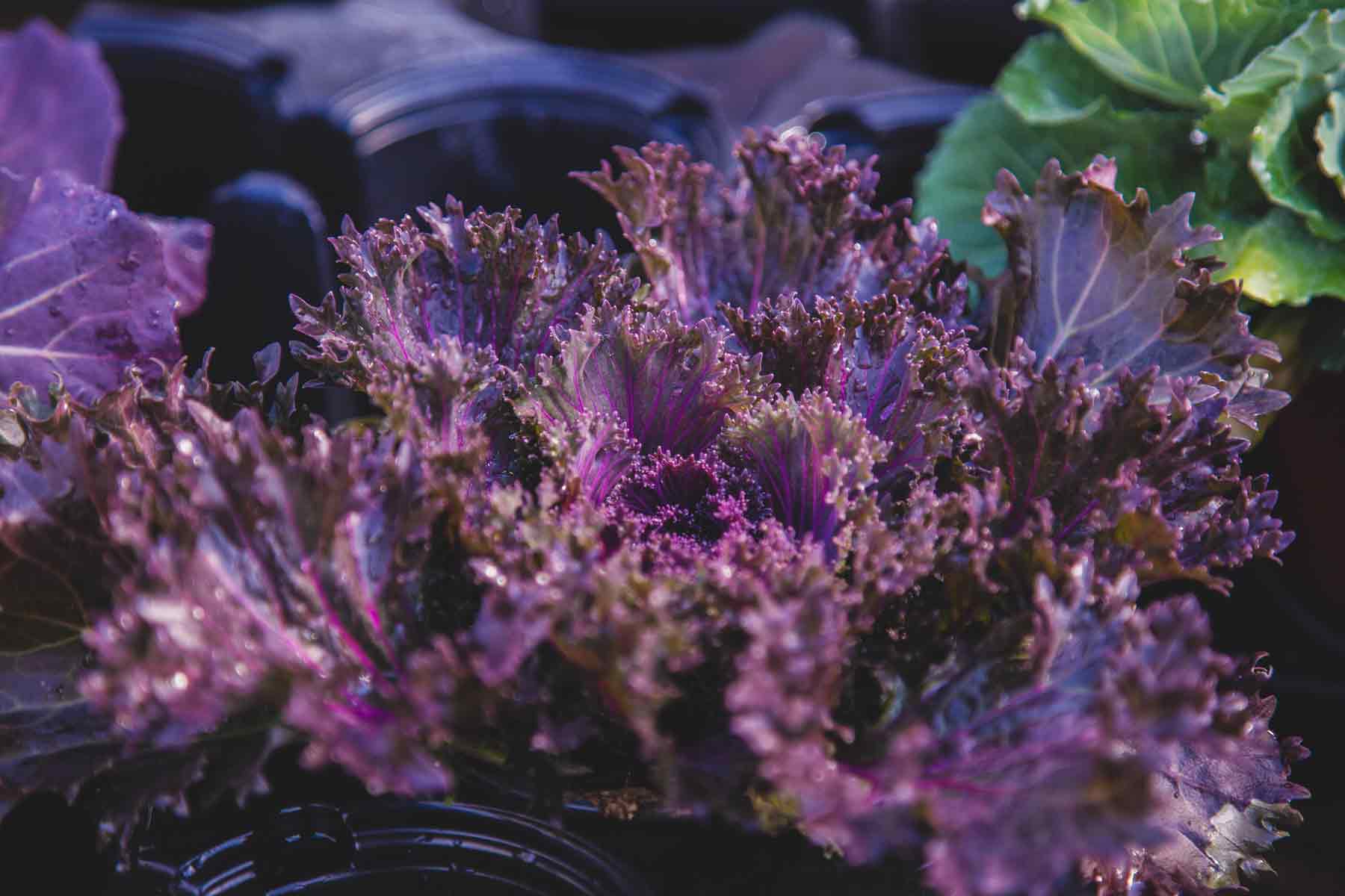 Flowering Kale Glamour&trade; Red 2 Gallon