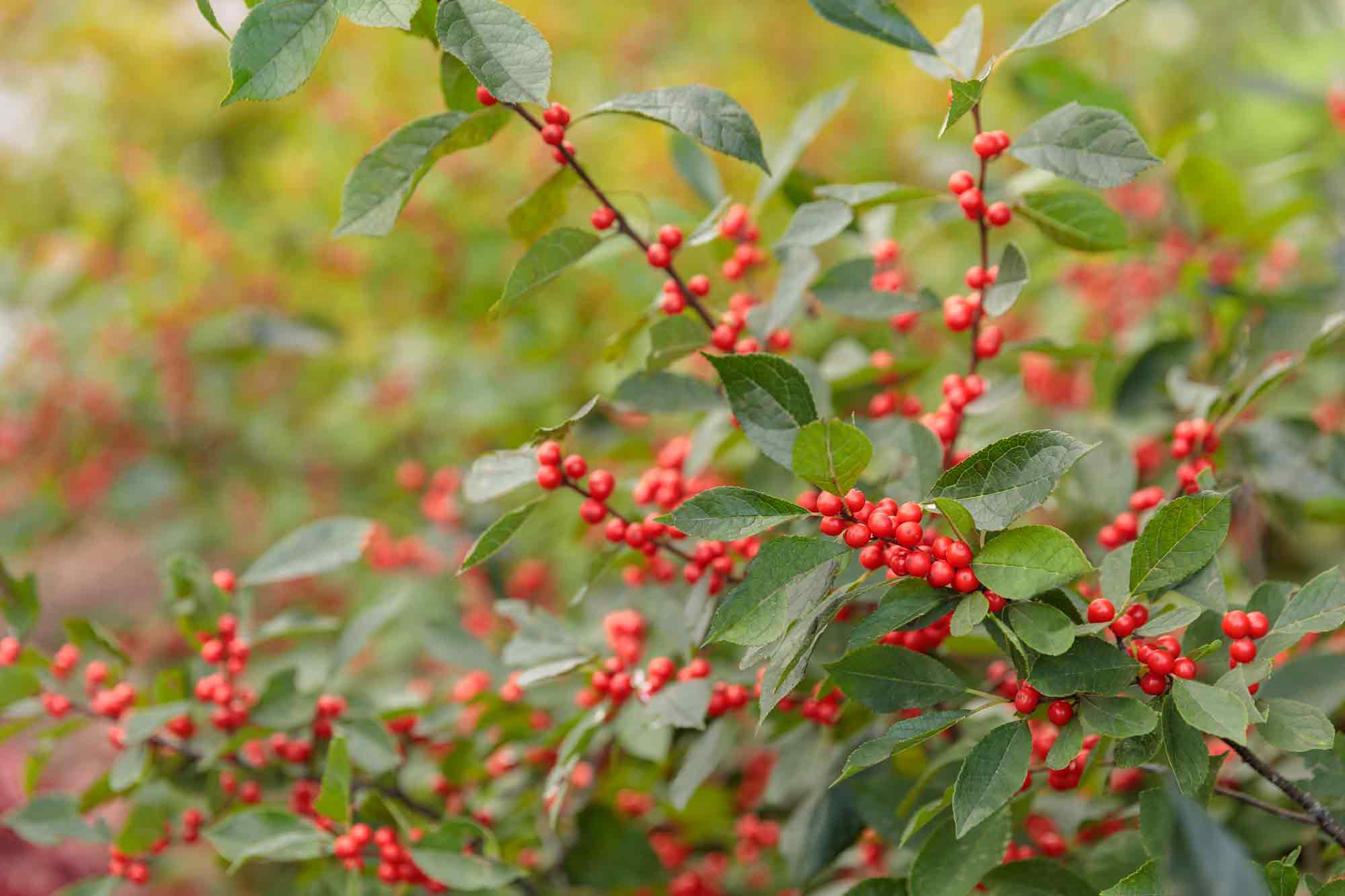 Female Winterberry Holly Berry Heavy&reg; 3 Gallon