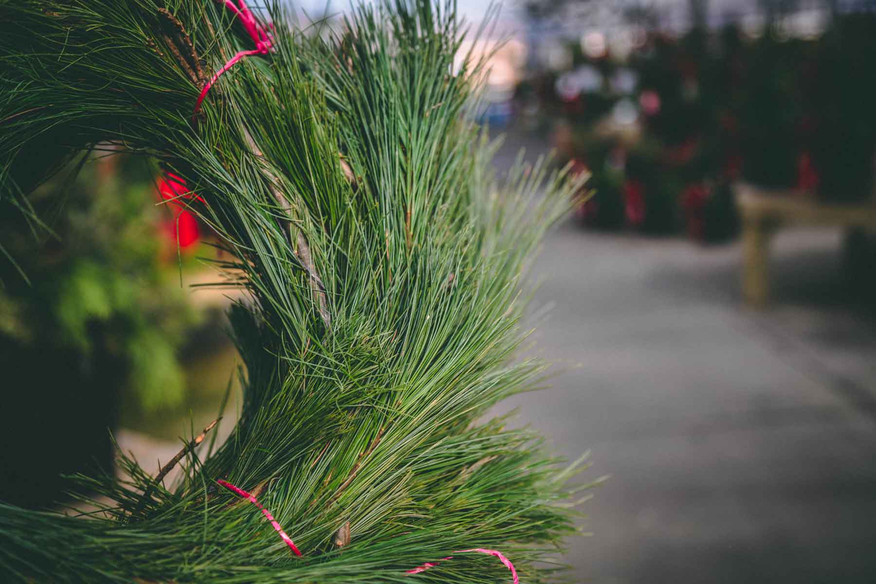 Fresh Garland