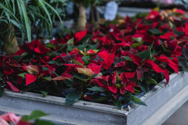 Assorted Mini Poinsettia 2.5"