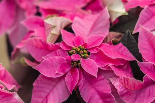 Poinsettia Princettia&reg; Hot Pink 4.5"