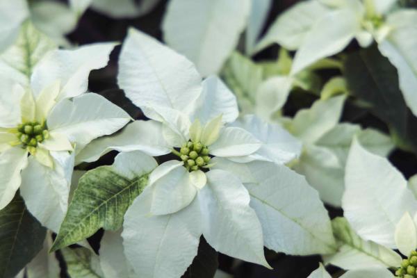 Poinsettia Princettia&reg; White 4.5"