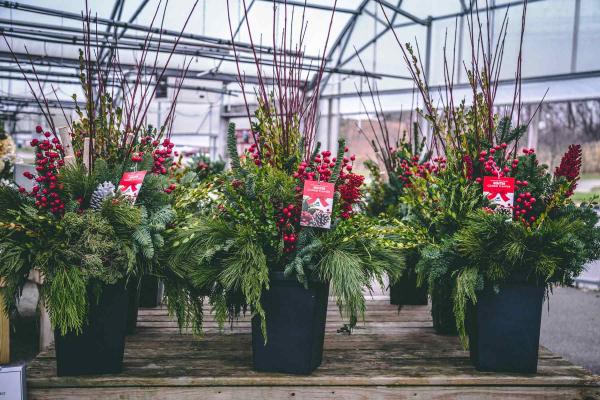 Deluxe Winter Combo Planter Red