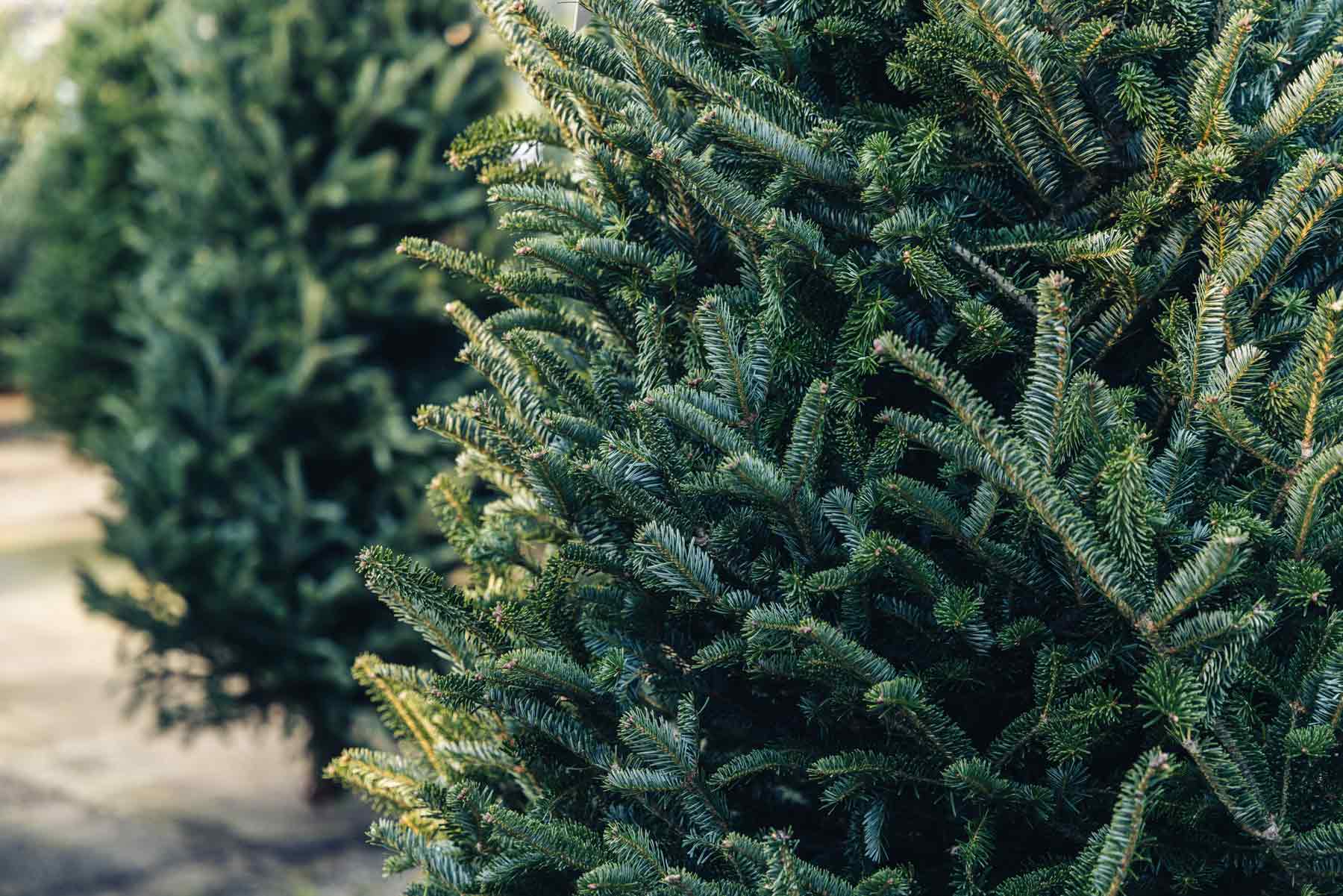 Fresh Trees & Greens