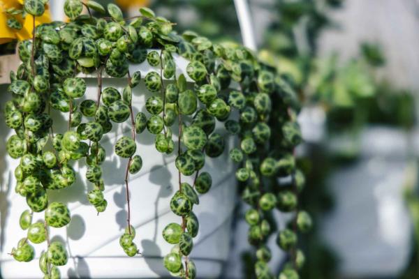 Peperomia String of Turtles 6" Hanging Basket